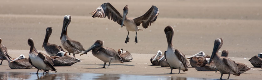 Assateague Beach