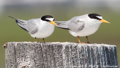 Terns at Assateague
