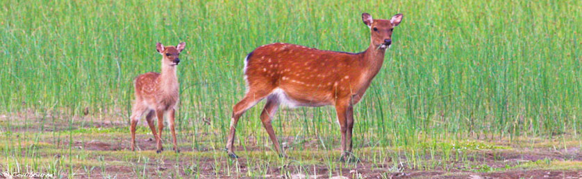 Camping Regulations at Assateague
