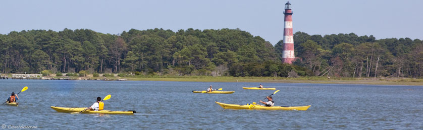 Assateague Wild Horses