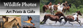 Wildlife Photos - Art Prints & Gifts