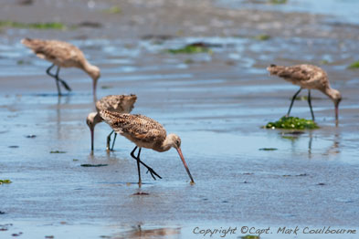 Assateague Birding