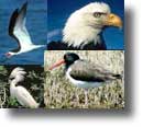 Enjoy a large variety of migratory bird species. See bald eagles, black skimmers, oystercatchers and more.