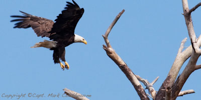 bald eagle