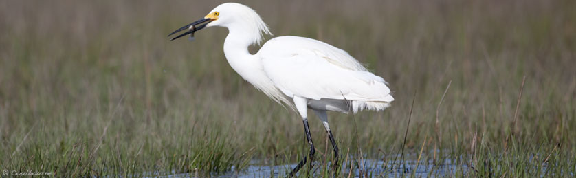 Assateague Island National Seashore