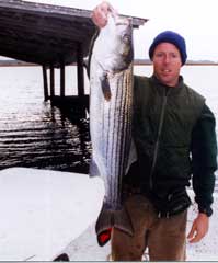 33 inch striped bass