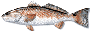 Red drum fish