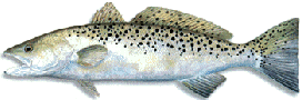Spotted Seatrout