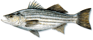 Striped Bass fishing