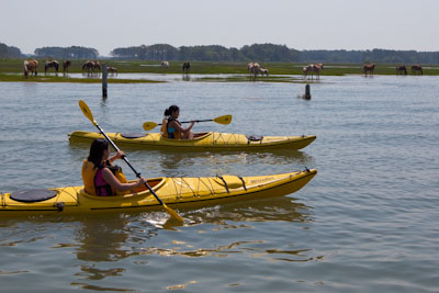 Assateague Kayak Rentals
