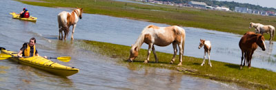 Chincoteague Kayak Rentals