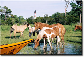 Kayaking alongside the wild ponies