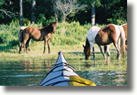 Kayak Tours