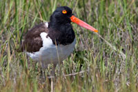 Assateague birding
