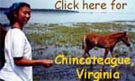 Click here for Chincoteague, Virginia