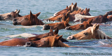 Assateague Explorer tour boat